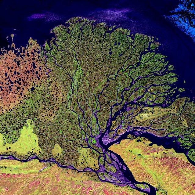 Lena River Delta. The Lena River, some 4,500 km long, is one of the largest rivers in the world. The Lena Delta Reserve is the most extensive protected wilderness area in Russia. It is an important refuge and breeding ground for many species of Siberian wildlife. This is a false-color composite image made using shortwave infrared, infrared, and red wavelengths. Image taken July 27, 2000, by Landsat 7. (Photo by NASA/GSFC/USGS EROS Data Center)