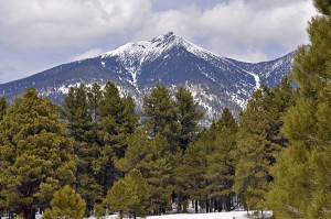 1024px-Pinus_ponderosa_Peakview